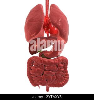 Illustration informatique de l'anatomie des systèmes respiratoire et digestif humains. Banque D'Images