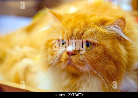 Chat rouge Ginger Pet. Ami moelleux rouge. Animal domestique mignon Banque D'Images