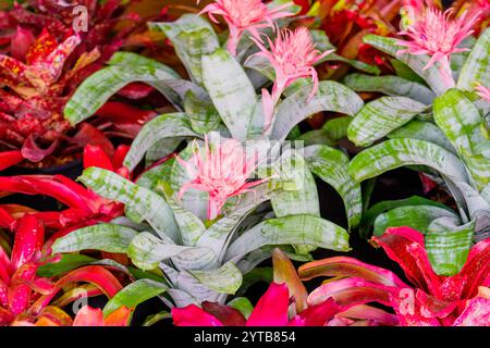 Bromelia plante multicolore avec des feuilles colorées. Champ de plantes plantées texture fond naturel Banque D'Images