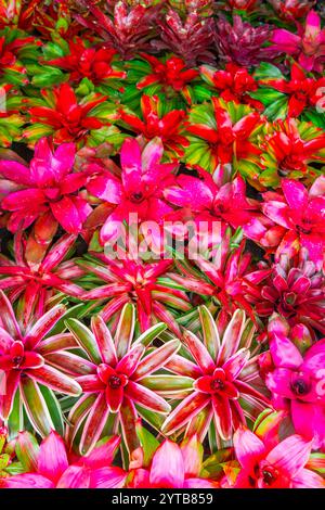 Bromelia plante multicolore avec des feuilles colorées. Champ de plantes plantées texture fond naturel Banque D'Images