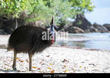 Une grande femelle unique fait la transition, opportuniste, vers une plage de l'extrême nord tropical du Queensland, cherchant des fruits tombés et mûrs du pandanus. Banque D'Images