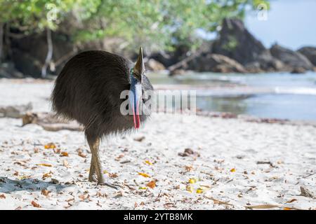 Une grande femelle unique fait la transition, opportuniste, vers une plage de l'extrême nord tropical du Queensland, cherchant des fruits tombés et mûrs du pandanus. Banque D'Images