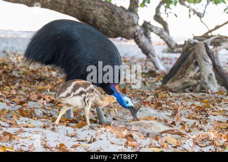 Un cassoar mâle et un jeune poussin célibataire se déplacent sur une plage dans l'extrême nord tropical du Queensland pour chercher des fruits tombés de la forêt et de la nourriture laissée par les touristes Banque D'Images