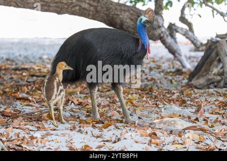 Un cassoar mâle et un jeune poussin célibataire se déplacent sur une plage dans l'extrême nord tropical du Queensland pour chercher des fruits tombés de la forêt et de la nourriture laissée par les touristes Banque D'Images