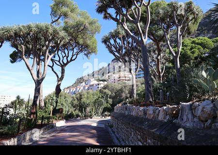 Dans le jardin botanique de Gibraltar, Grande-Bretagne Banque D'Images