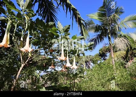 Angel Trumpets-Brugmansia- dans le jardin botanique de Gibraltar, Grande-Bretagne Banque D'Images