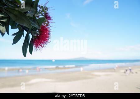 Arbres Pohutukawa en pleine floraison. L'île de Rangitoto floue au loin. Des gens méconnaissables jouant sur la plage de Takapuna. Auckland. Banque D'Images