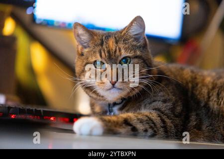 Un beau chat de maison tricolore dormant sur le bureau près du clavier de l'ordinateur. Animal mignon sur la table de travail. Banque D'Images