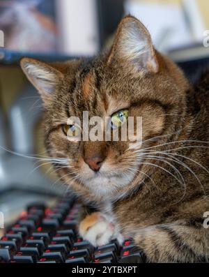 Un beau chat de maison tricolore dormant sur le bureau près du clavier de l'ordinateur. Animal mignon sur la table de travail. Banque D'Images