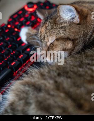 Un beau chat de maison tricolore dormant sur le bureau près du clavier de l'ordinateur. Animal mignon sur la table de travail. Banque D'Images
