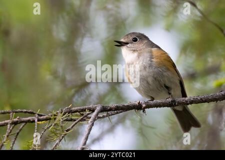 Bush Robin à flanc d'orange Banque D'Images