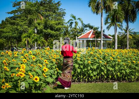 Bangkok, Thaïlande. 06th Dec, 2024. Une femme portant un sarong traditionnel est vue en train de se prendre en photo dans le champ de tournesol fleuri, au parc Chatuchak, à Bangkok. Chatuchak Park est un parc public à Bangkok, offrant une retraite paisible avec des espaces verts, un lac et des zones de loisirs loin de l'agitation de la ville. Crédit : SOPA images Limited/Alamy Live News Banque D'Images