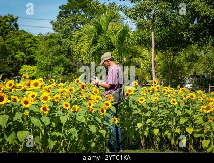 Bangkok, Thaïlande. 06th Dec, 2024. Un homme est vu prendre une photo en gros plan de tournesols en fleurs dans un champ, au parc Chatuchak, à Bangkok. Chatuchak Park est un parc public à Bangkok, offrant une retraite paisible avec des espaces verts, un lac et des zones de loisirs loin de l'agitation de la ville. (Photo de Nathalie Jamois/SOPA images/SIPA USA) crédit : SIPA USA/Alamy Live News Banque D'Images