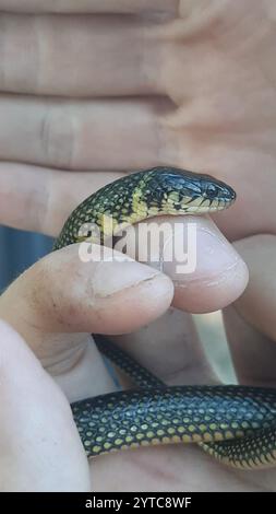 Serpent terrestre militaire (Erythrolamprus miliaris) Banque D'Images