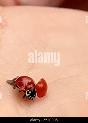 Spotless Lady Beetle (Cycloneda sanguinea) Banque D'Images