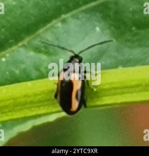 Coléoptère aux puces à rayures (Phyllotreta striolata) Banque D'Images
