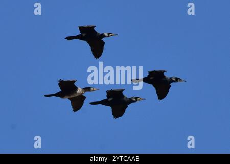 Grand cormoran continental (Phalacrocorax carbo sinensis) Banque D'Images