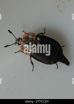 Chat Carrion Beetle (Oiceoptoma noveboracense) Banque D'Images