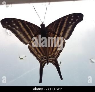 Daggerwing à bandes multiples (Marpesia chiron) Banque D'Images