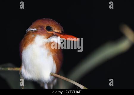 Martin-pêcheur pygmée de Madagascar (Corythornis madagascariensis) Banque D'Images