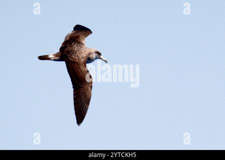 Grands requins (Calonectris) Banque D'Images