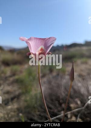 Mariposa (Calochortus venustus) Banque D'Images