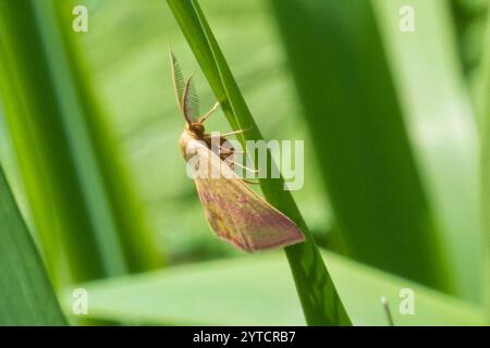Teigne géomètre de l'aspersion (Haematopis grataria) Banque D'Images