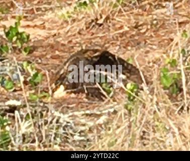 Veuve de Chuck Will (Antrostomus carolinensis) Banque D'Images