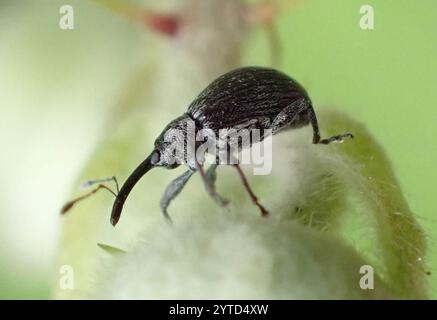 Charançon de la fleur de fraise (Anthonomus rubi) Banque D'Images