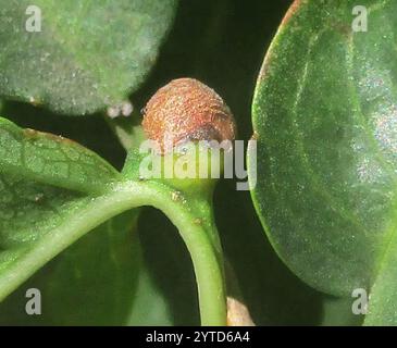 Tamboti (Spirostachys africana) Banque D'Images