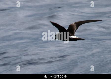 Leach's Storm-Petrel (Hydrobates leucorhous) Banque D'Images