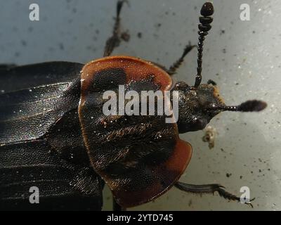 Chat Carrion Beetle (Oiceoptoma noveboracense) Banque D'Images