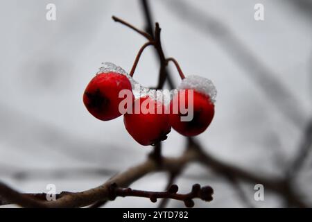 Pinceau de baies de frêne de montagne orange mûr recouvert de neige de gros plan. Plantes dans la ville de campagne d'Europe de l'est. Journée enneigée dans la ville, ciel bleu, froid, Banque D'Images