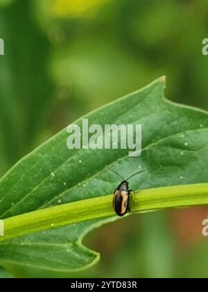 Coléoptère aux puces à rayures (Phyllotreta striolata) Banque D'Images