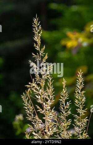 Calamagrostis arundinacea est une espèce de graminées de la famille des Poaceae, originaire d'Eurasie, de Chine et d'Inde. gros plan des mauvaises herbes de montagne tropicale Banque D'Images