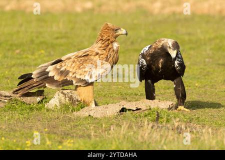 Aigle impérial espagnol jeune et adulte à la première lumière d'un froid jour d'automne Banque D'Images