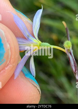 Herbe aux yeux bleus de l'Idaho (Sisyrinchium idahoense) Banque D'Images