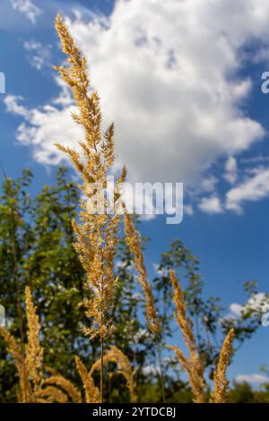 Inflorescence du bois petit roseau Calamagrostis épigejos sur un pré. Banque D'Images