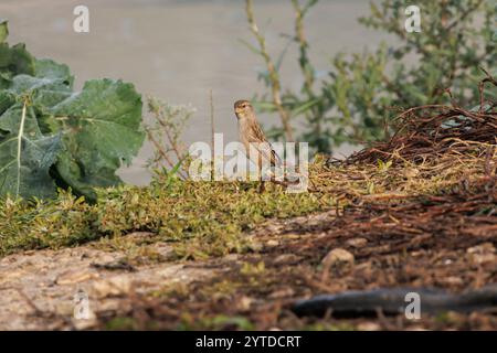 Zitting Cisticola, Cisticola juncidis perché sur la rive du réservoir Beniarres, Espagne Banque D'Images