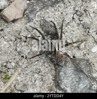 Araignée loup brûlée (Xerolycosa nemoralis) Banque D'Images