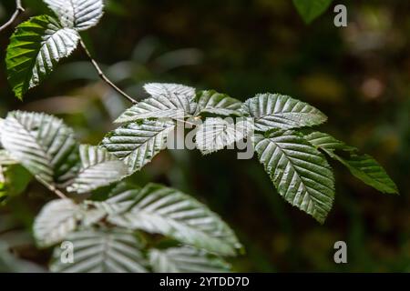 Foyer sélectif des feuilles de celer d'Ulmus pumila, du cornbeam européen ou du carpinus betulus dans le jardin, petite plante à feuilles qui forme une haie dense, verte Banque D'Images