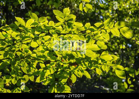 Foyer sélectif des feuilles de celer d'Ulmus pumila, du cornbeam européen ou du carpinus betulus dans le jardin, petite plante à feuilles qui forme une haie dense, verte Banque D'Images