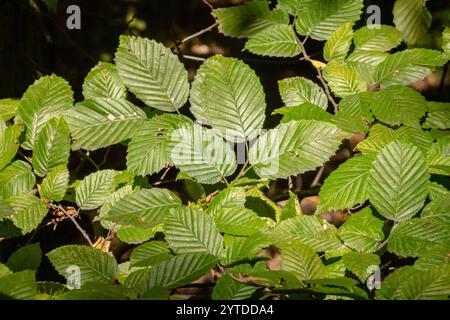 Foyer sélectif des feuilles de celer d'Ulmus pumila, du cornbeam européen ou du carpinus betulus dans le jardin, petite plante à feuilles qui forme une haie dense, verte Banque D'Images