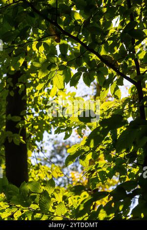 Foyer sélectif des feuilles de celer d'Ulmus pumila, du cornbeam européen ou du carpinus betulus dans le jardin, petite plante à feuilles qui forme une haie dense, verte Banque D'Images
