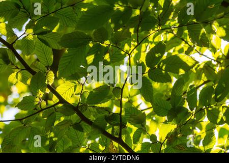 Foyer sélectif des feuilles de celer d'Ulmus pumila, du cornbeam européen ou du carpinus betulus dans le jardin, petite plante à feuilles qui forme une haie dense, verte Banque D'Images