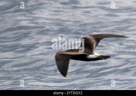 Leach's Storm-Petrel (Hydrobates leucorhous) Banque D'Images