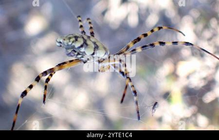 Araignée Orbweb de jardin commune (Argiope australis) Banque D'Images