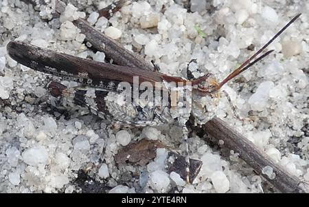 Sauterelle Longhorn Band-Wing (Psinidia fenestralis) Banque D'Images