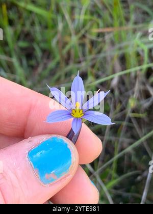 Herbe aux yeux bleus de l'Idaho (Sisyrinchium idahoense) Banque D'Images