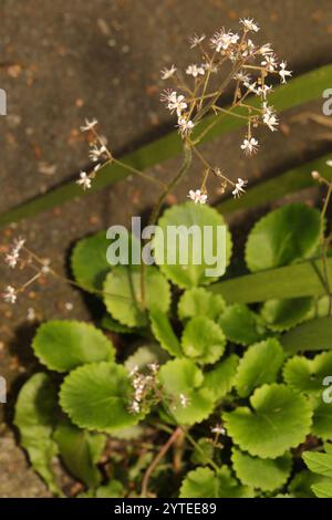 Londonpride (Saxifraga × urbium) Banque D'Images